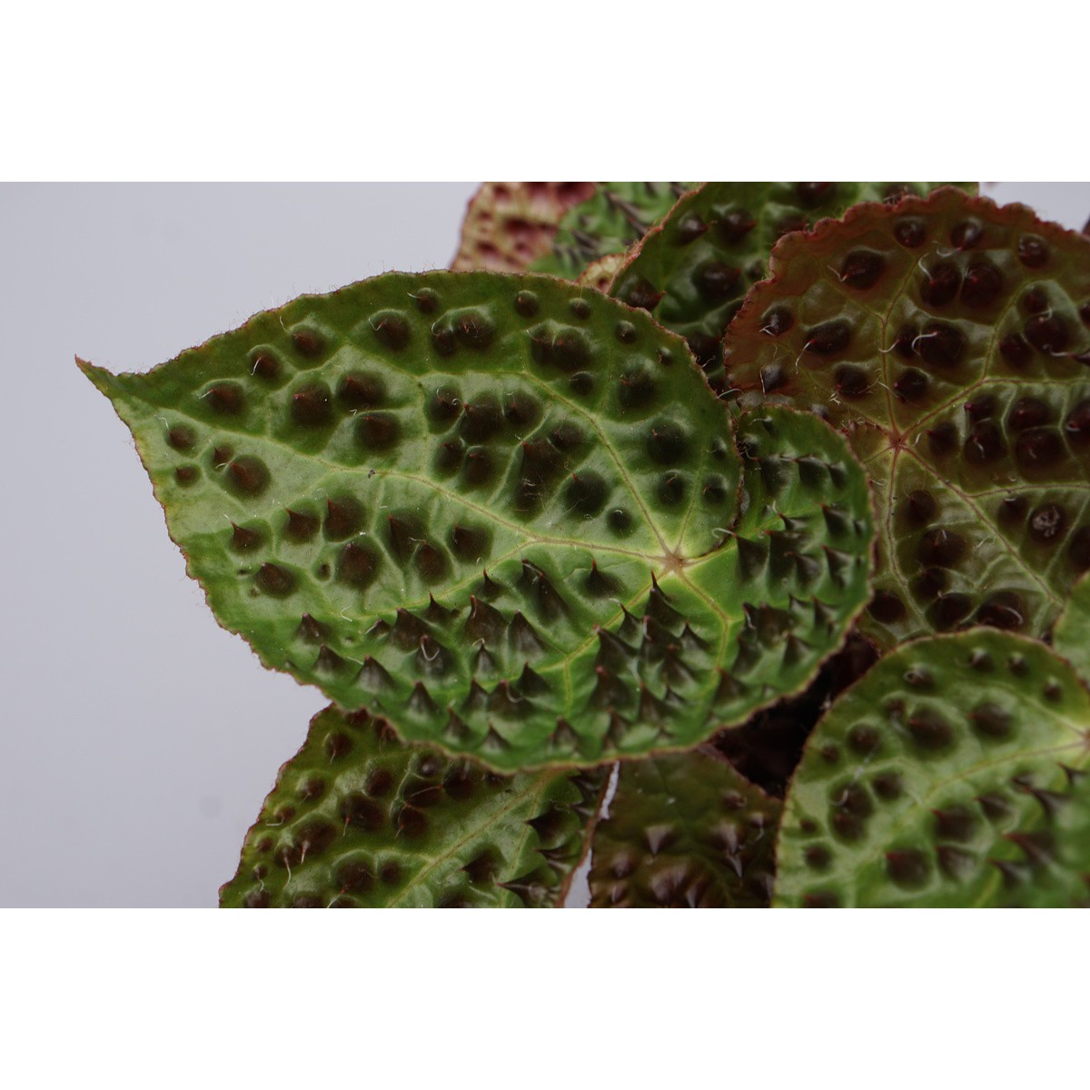   Begonia ferox 'Magic Colors'  Pot de 13 cm h25
