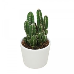   Cereus florida  Pot 10.5 céramique