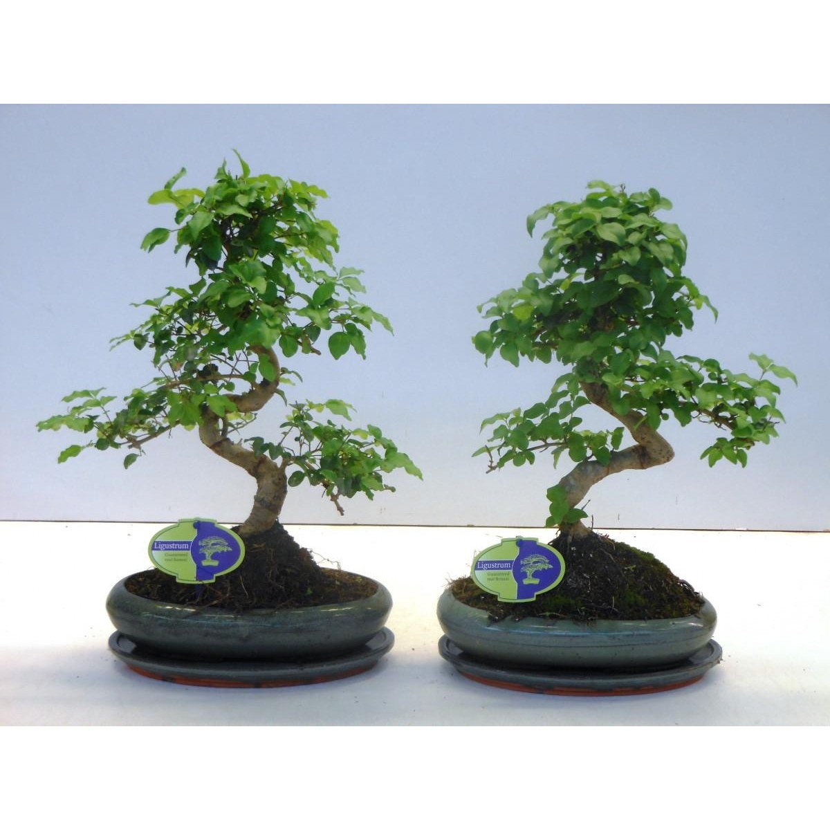   Ligustrum shape Bonsaï  Coupe 24 cm h40