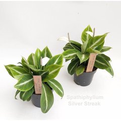  Spathiphyllum 'Silver Streak'  Pot 14 cm h40