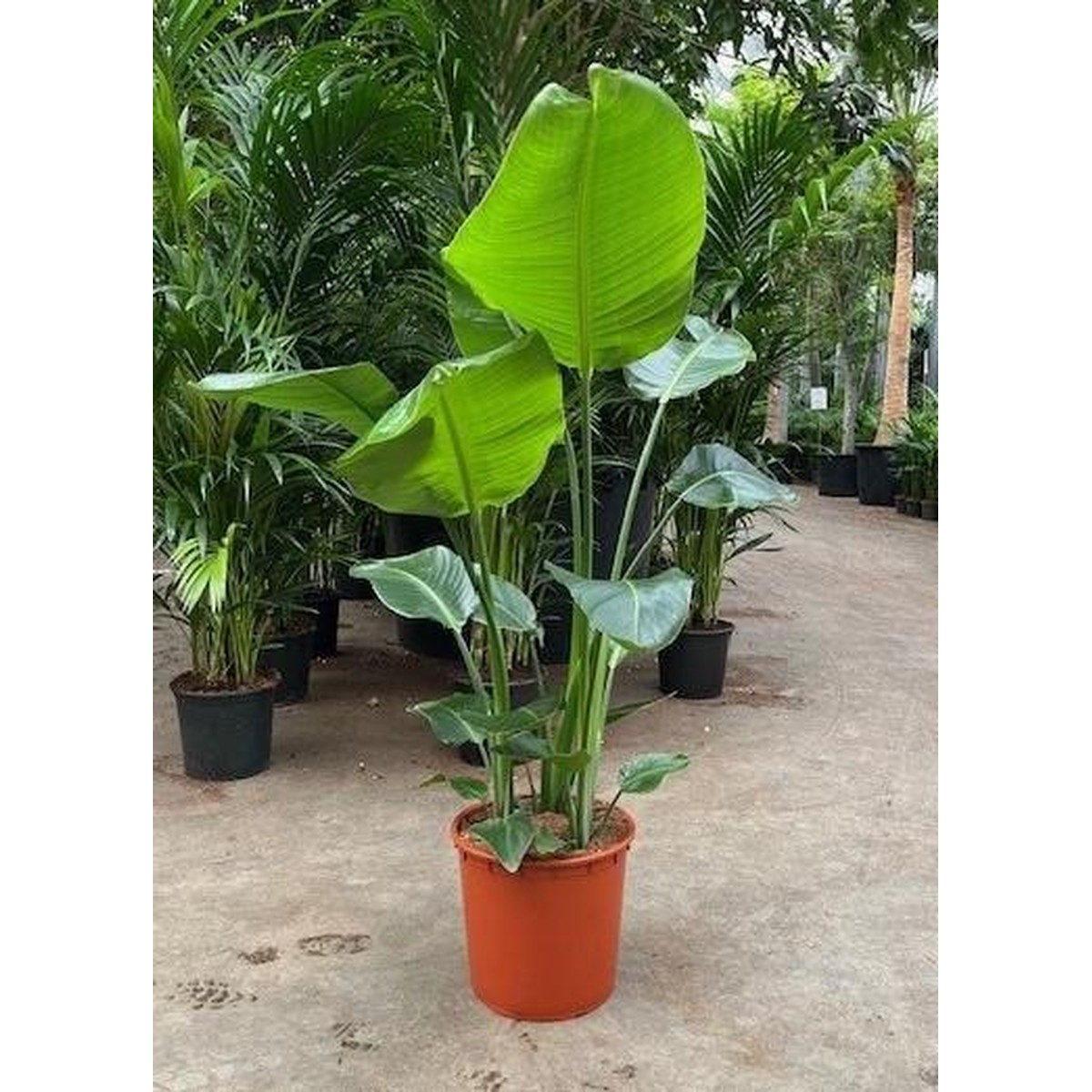   Strelitzia nicolai  Pot 34 cm h150