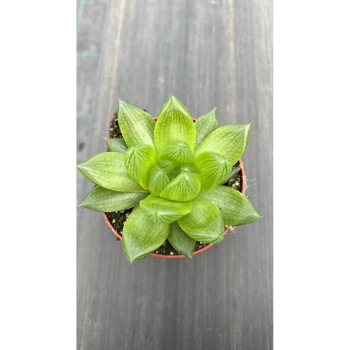   Haworthia cooperii  Pot 8.5 cm