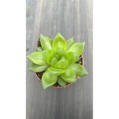   Haworthia cooperii  Pot 8.5 cm