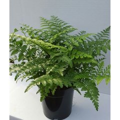   Asplenium parvati  Pot 17 h40