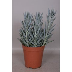   Senecio 'Mount everest'  Pot de 15 cm h.30