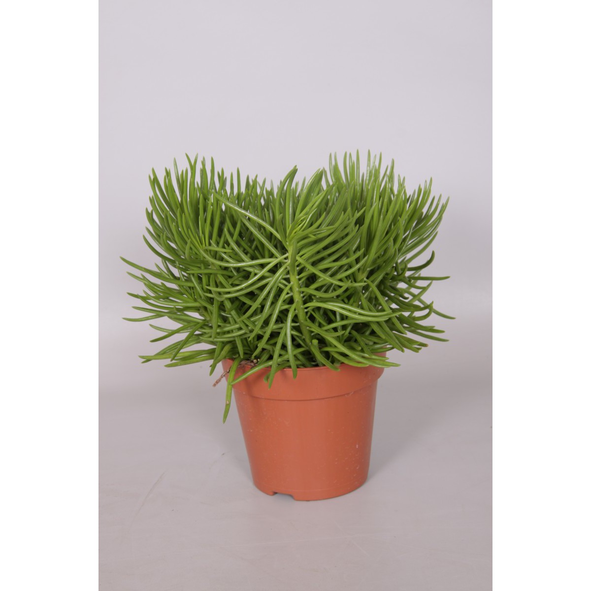   Senecio 'Himalaya'  Pot de 12 cm h.20