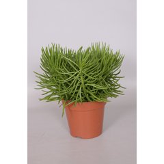   Senecio 'Himalaya'  Pot de 12 cm h.20