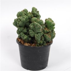   Euphorbia 'Grizzly'  Pot de 12 cm h25