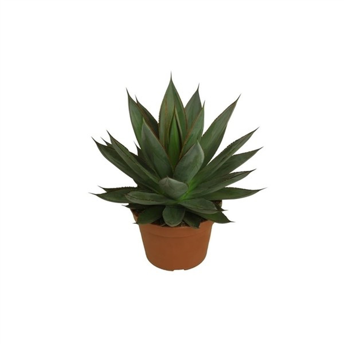   Agave 'Shaka Zulu'  Pot 15 cm h25cm