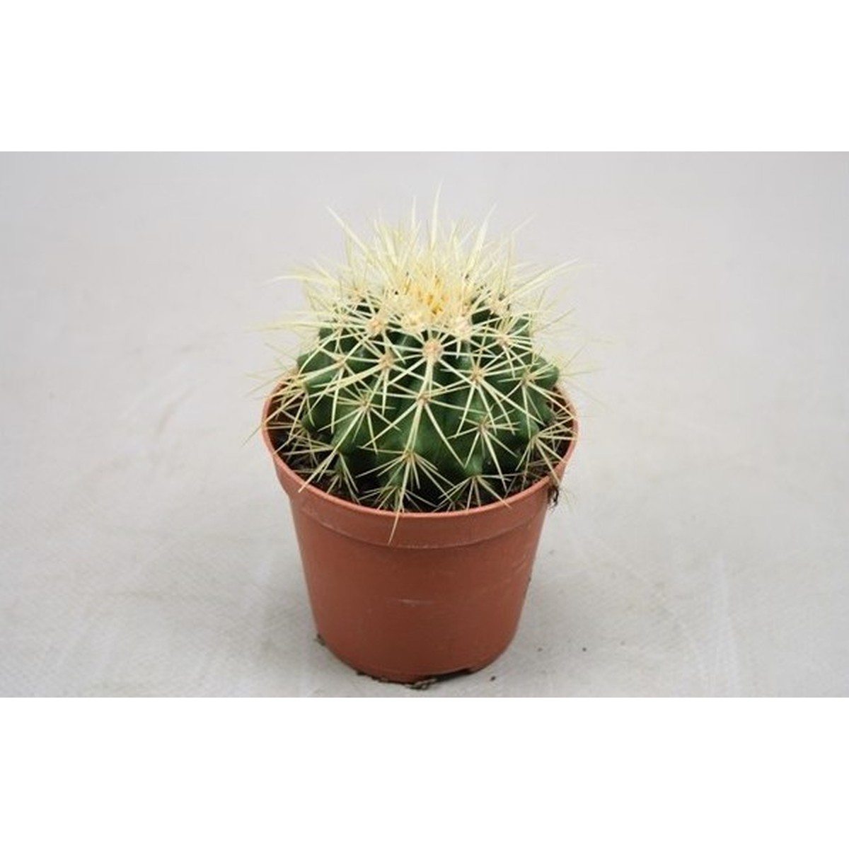   Echinocactus grusonii  Pot 12 cm