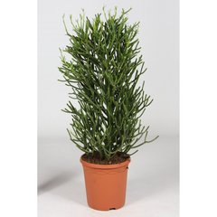   Euphorbia tirucalii  Pot de 17 cm h40