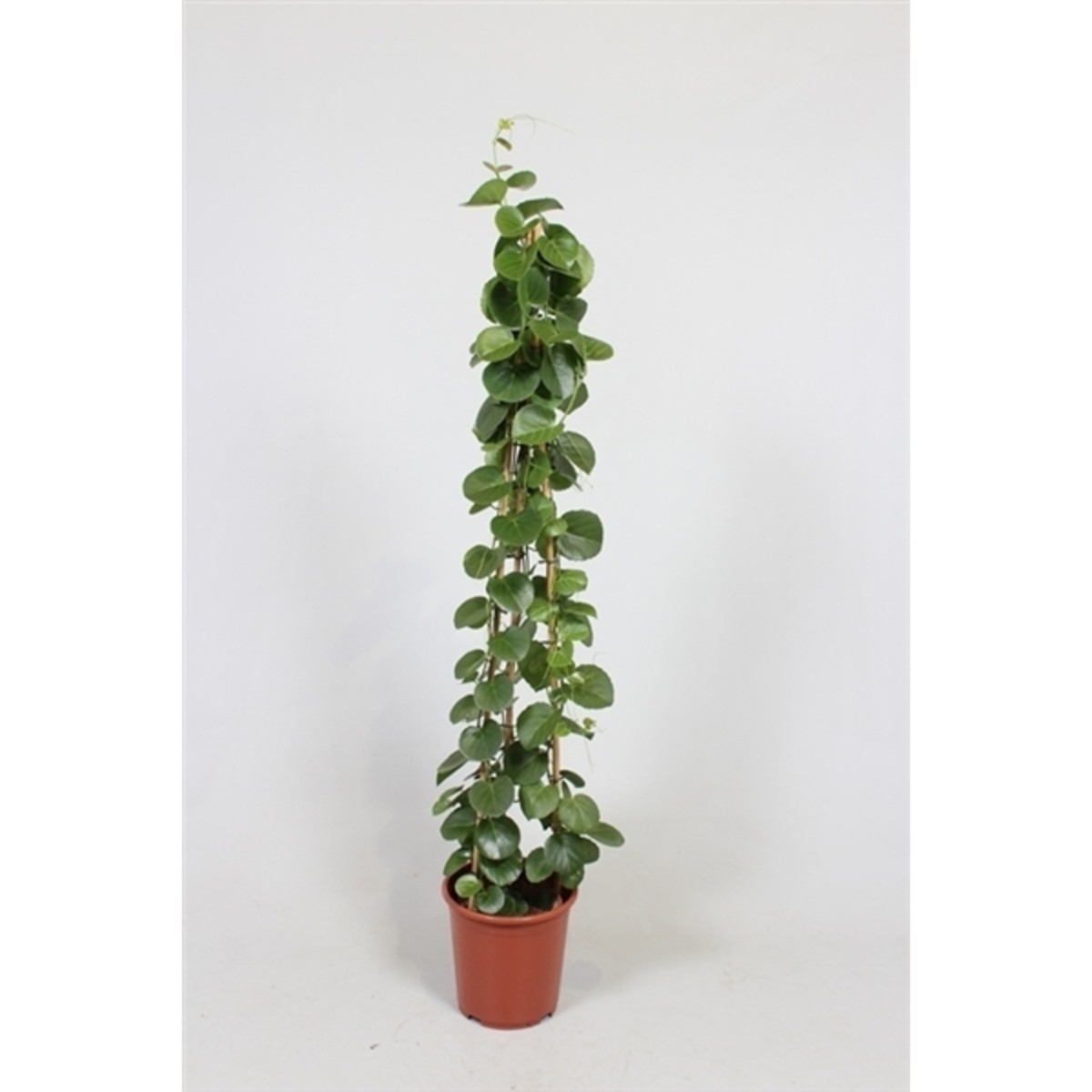   Cissus rotundifolia  Pot de 24cm h110