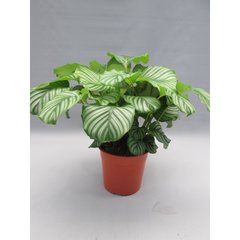   Calathea orbifolia  Pot de 27 cm h70