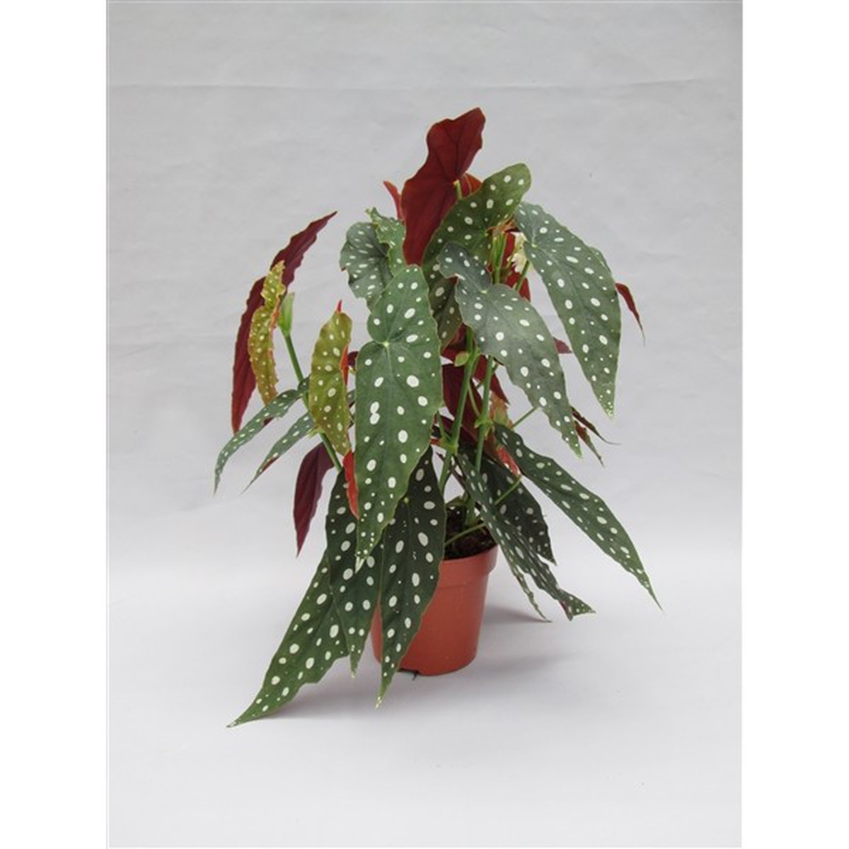   Begonia maculata  17 cm