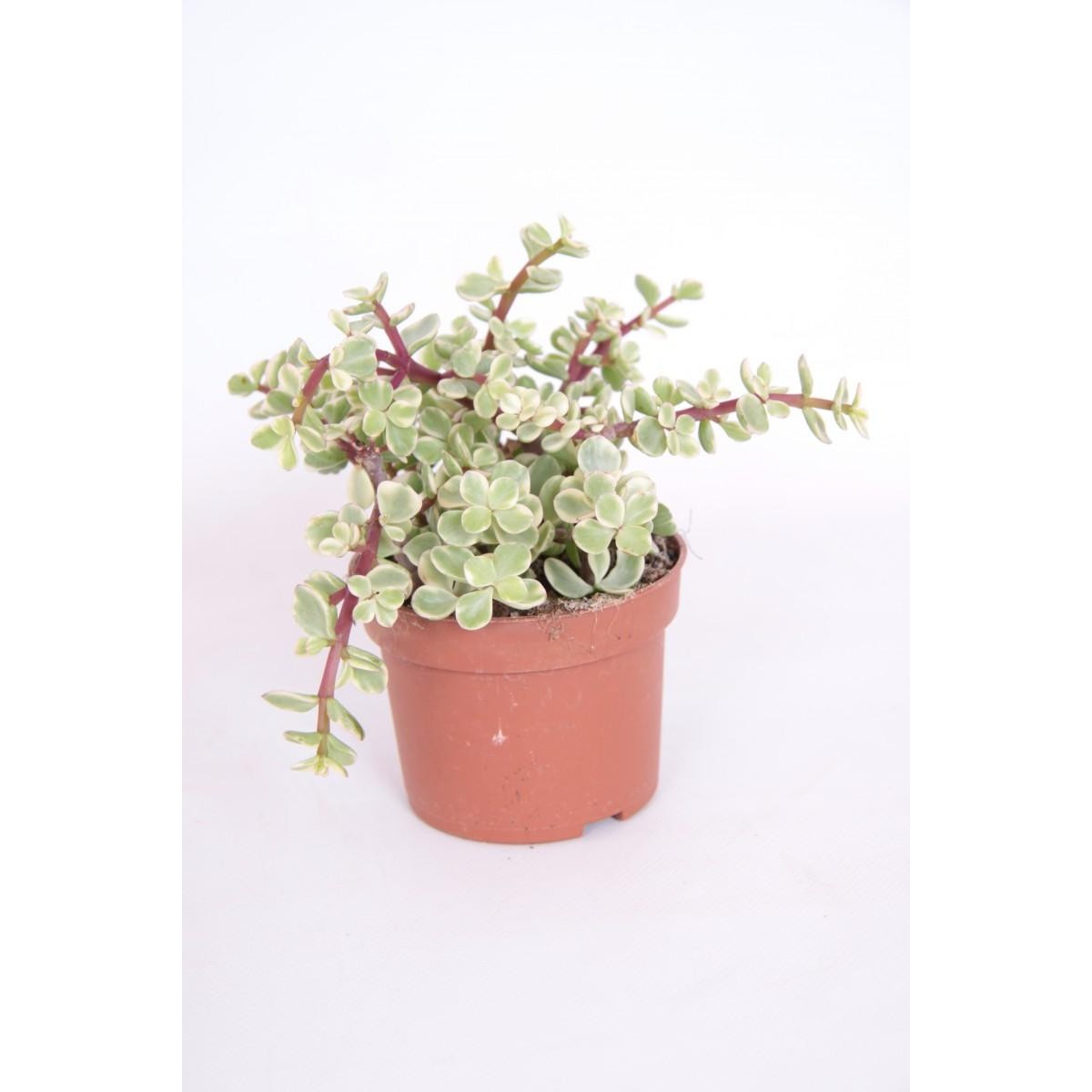   Portulacaria afra  Pot 10.5 CM 18 CM