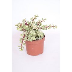   Portulacaria afra  Pot 10.5 CM 18 CM