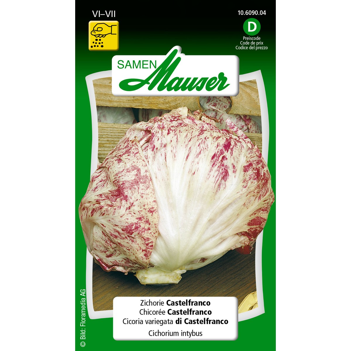   Chicorée Castelfranco Sans couleur 