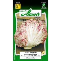   Chicorée Castelfranco Sans couleur 
