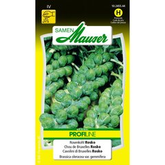   Chou de Bruxelles Selma-rosko  