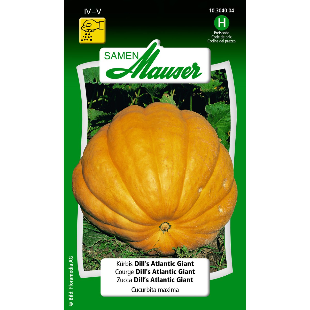   Courge Dill's Atlantic giant  