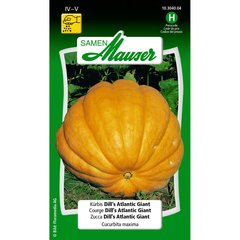   Courge Dill's Atlantic giant  