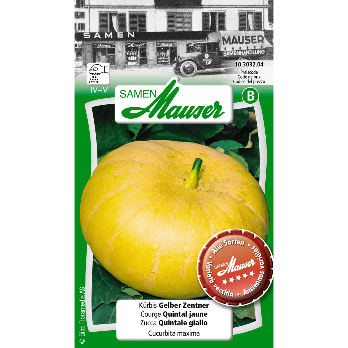   Courge Quintal jaune  