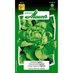   Laitue pommée Capitan  