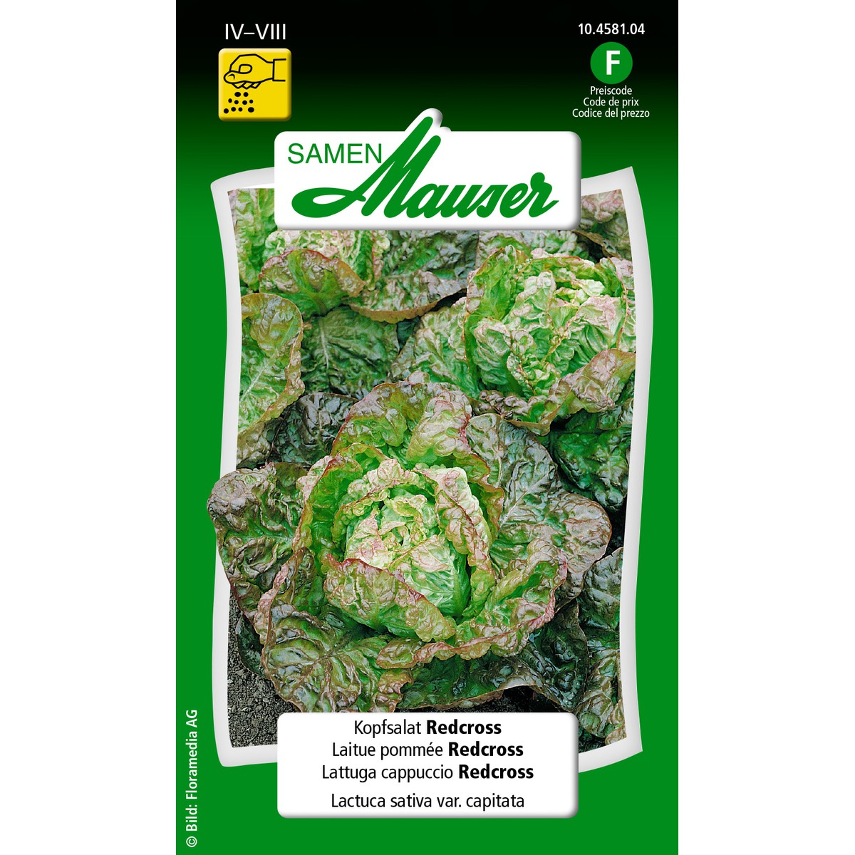   Laitue pommée Redcross  