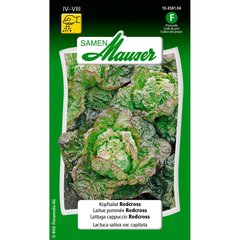   Laitue pommée Redcross  