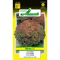   Lollo rossa Selma-Lovina  