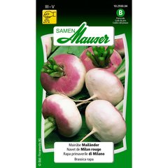   Navet de printemps de Milan  
