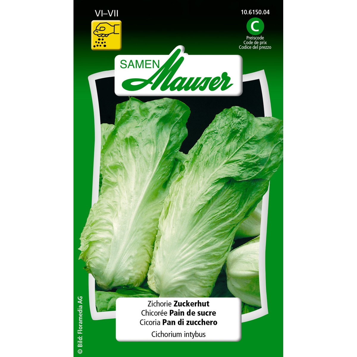   Chicorée Pain de sucre  