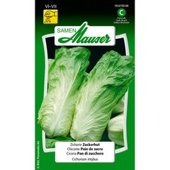   Chicorée Pain de sucre  