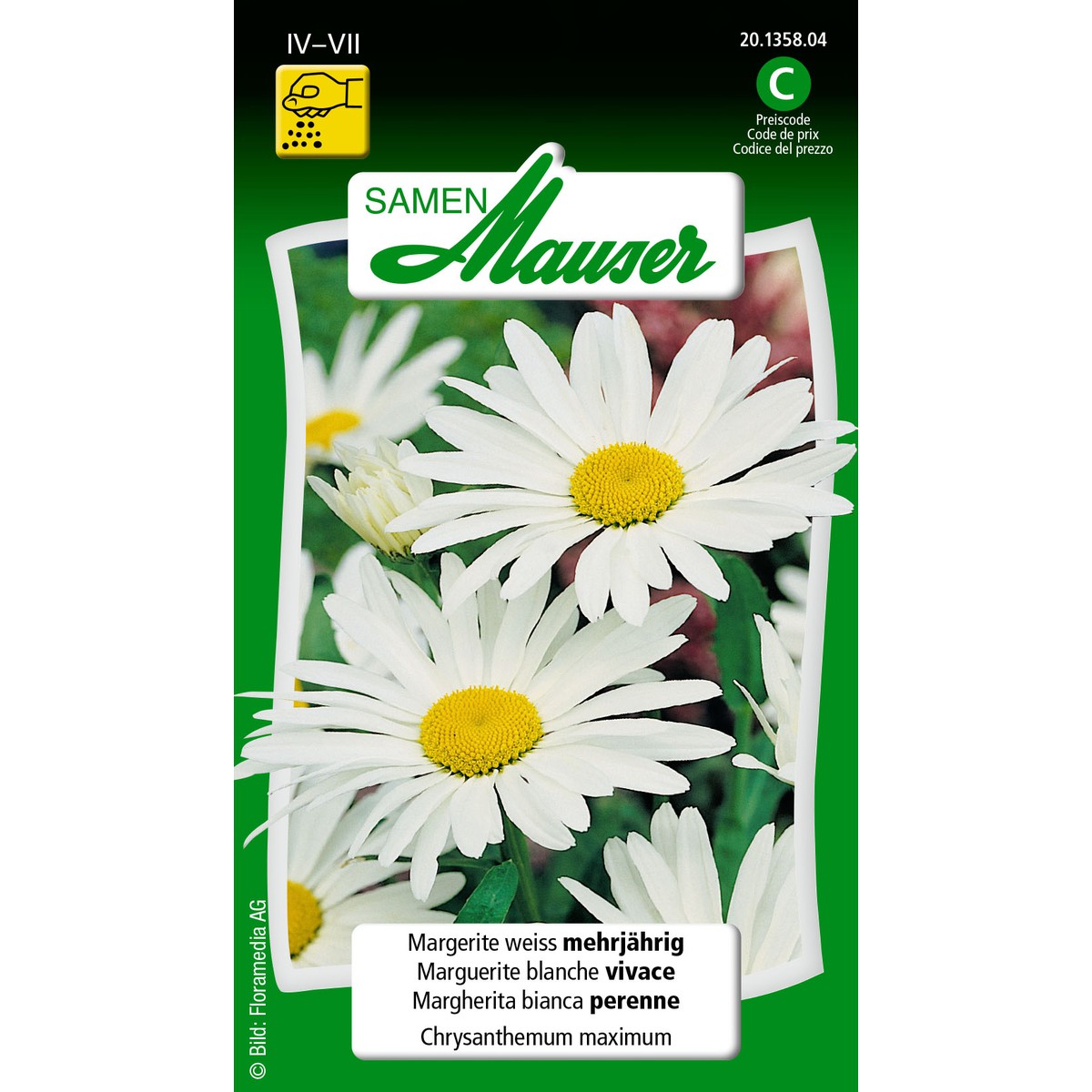   Chrysanthème max. blanc  