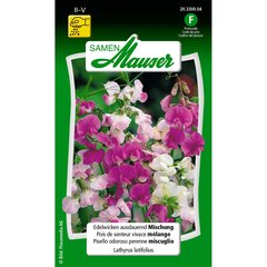   Pois de senteur vivace mélange  