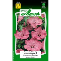   Lavatera d'été Silver Cup  