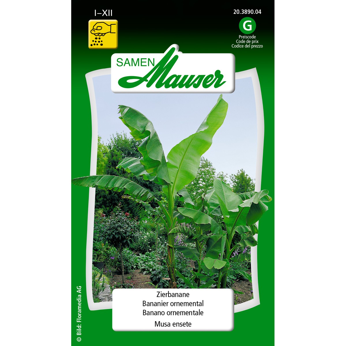  Bananier ornemental  