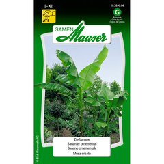   Bananier ornemental  