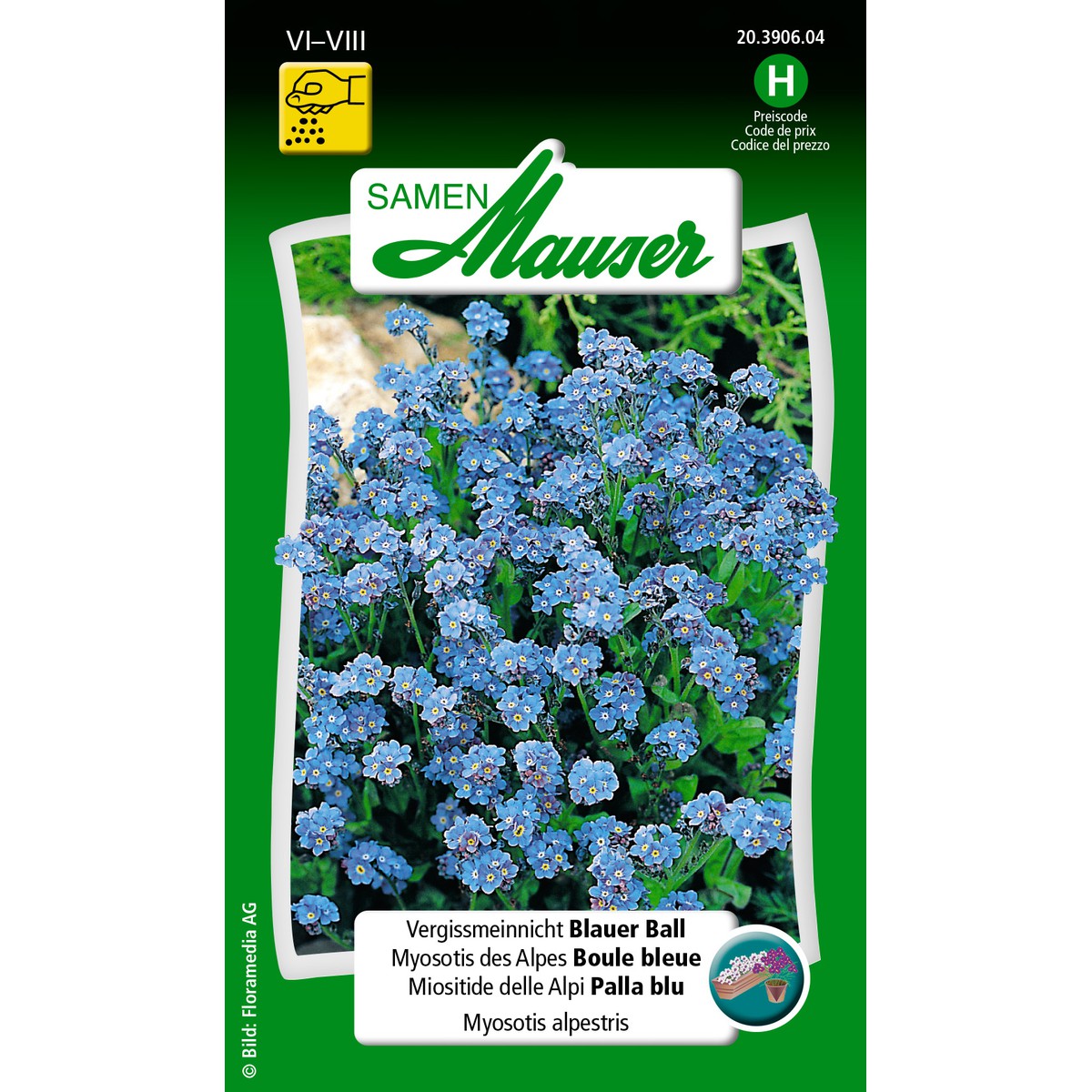   Myosotis des Alpes Boule bleue  