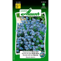  Myosotis des Alpes Boule bleue  