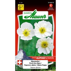  Papaver alpinum ( pavot des Alpes)  