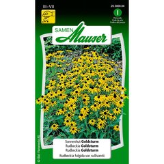   Rudbeckia fulgida goldsturm  