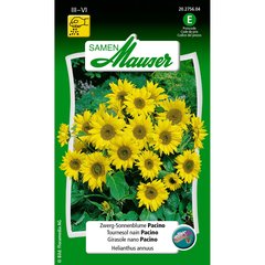   Tournesol nain Pacino  