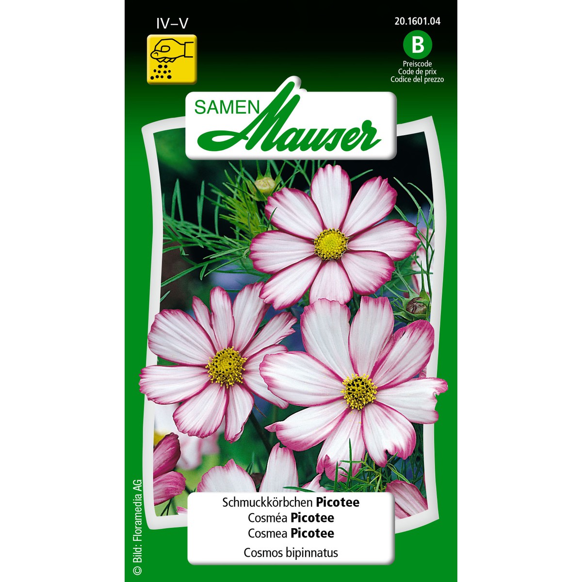 100 Graines Cosmos Picotée – Cosmos Bipinnatus Sensation Picotee – Fleurs Blanches Bordées De Rose