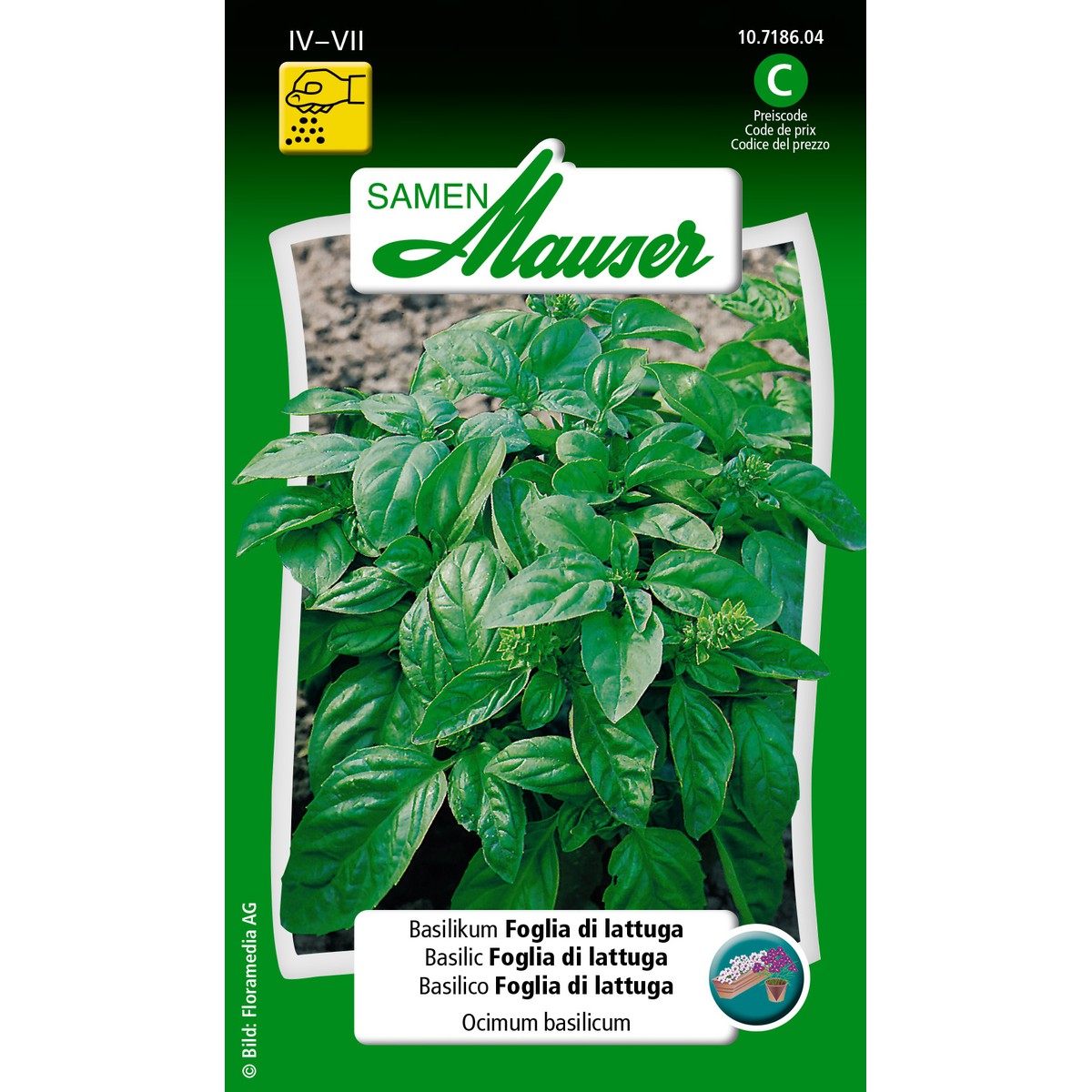   basilic Foglia di lattuga  