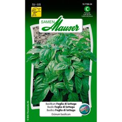   basilic Foglia di lattuga  