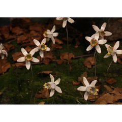 Schilliger Sélection  Tuteur Narcisse  Ø 5x25cm