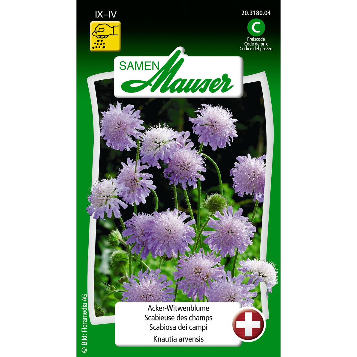   Knautie des champs  bleue  1gr