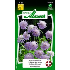   Knautie des champs  bleue  1gr