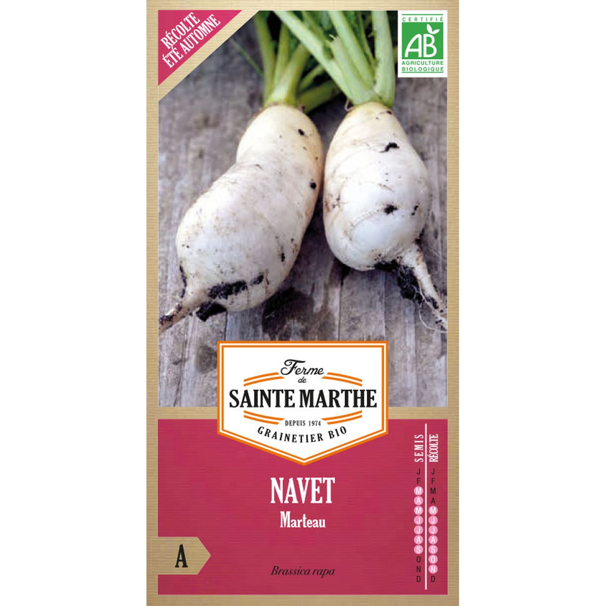 Lot De 500 Graines De Navet Marteau - Variété Rustique, Tendre Et